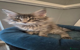 Maine Coon cats for sale: Maine Coon Glasgow AVAILABLE  - Image 22