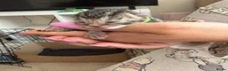 Domestic Shorthair cats for sale: A Stunning Litter Of Six Newborn Kittens  - Advert 22