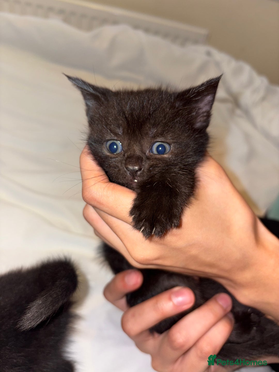 Domestic Shorthair cats for sale: Beautiful kittens for sale - Image 4