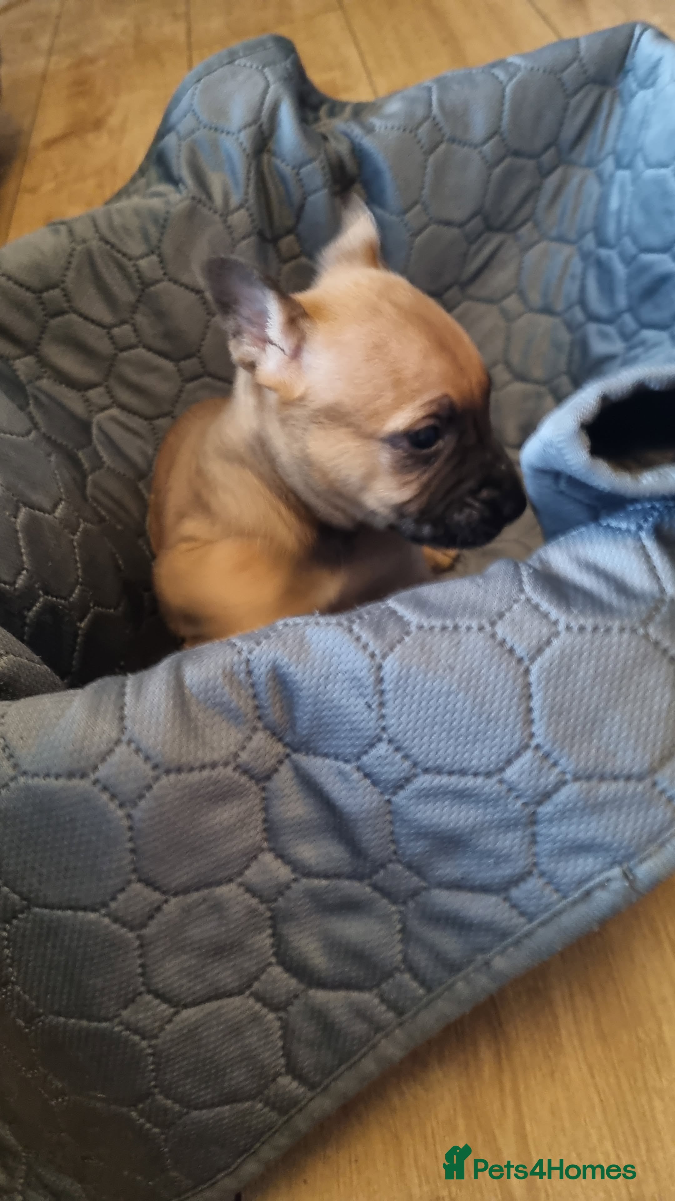 Mixed Breed dogs for sale: Stunning mixed liter of Belgiu malis x staff pups  - Advert 2