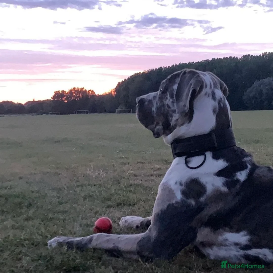 Mixed Breed dogs for adoption: Blue (Cane Corso mix) - Advert 13