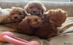 Cockapoo dogs for sale: F1 cockapoo puppies- Health test clear  - Image 14