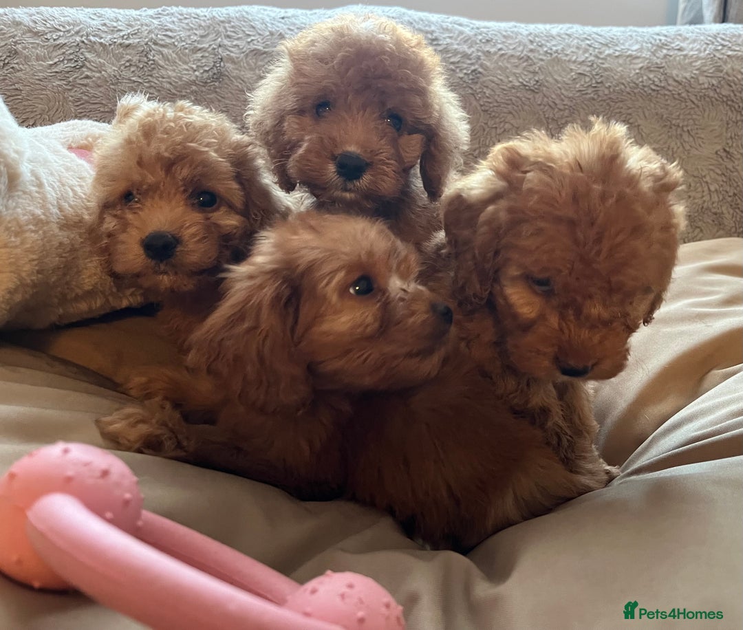 Cockapoo dogs for sale: F1 cockapoo puppies- Health test clear  - Image 14