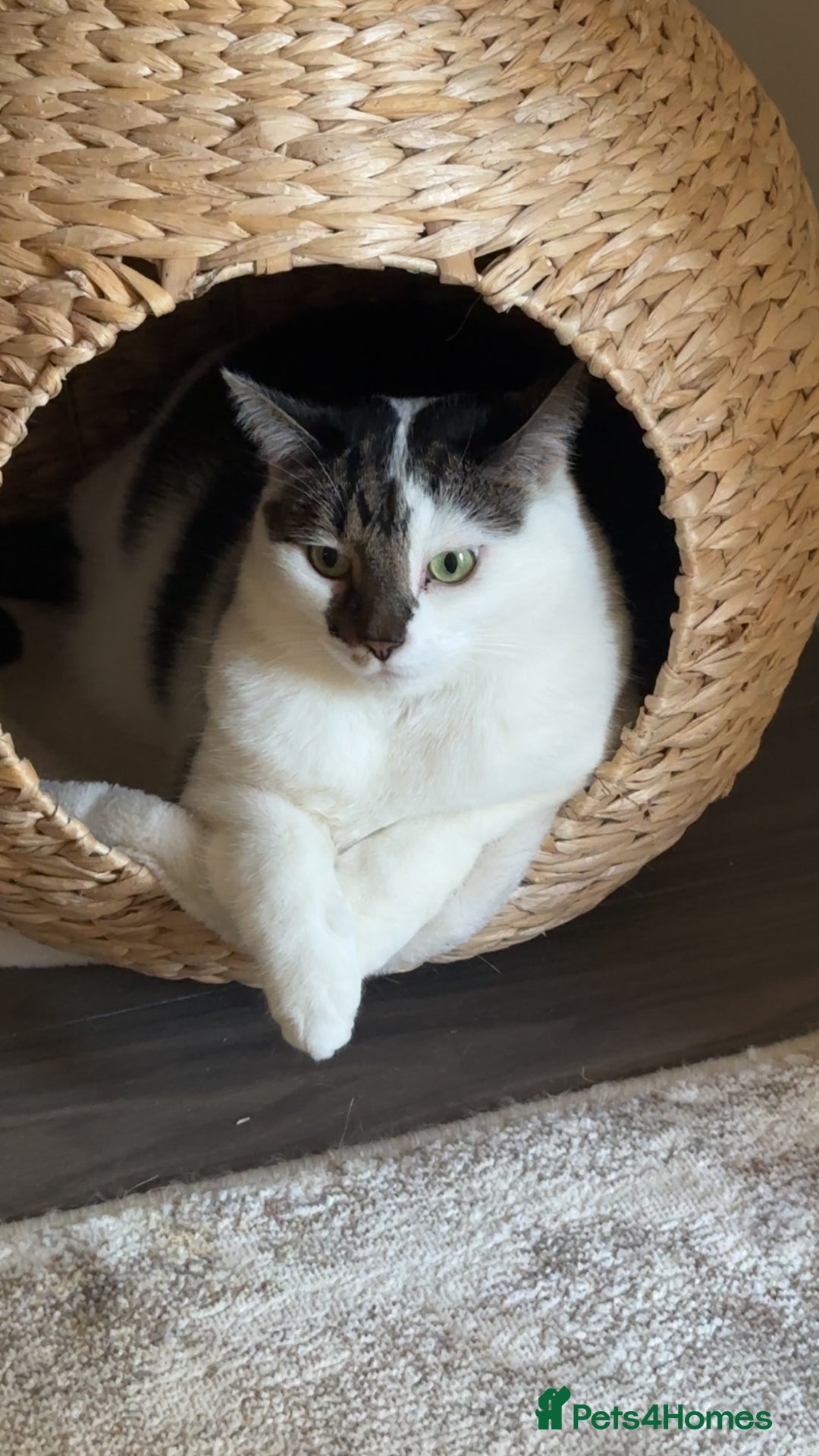 Domestic Shorthair cats for sale: Nala (5) & Kiara (1) - Advert 7