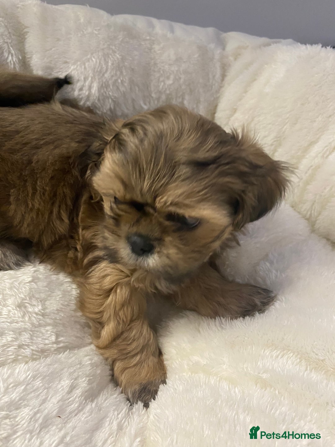 Shih Tzu dogs for sale: Imperial Shih Tzu three girls available - Advert 3