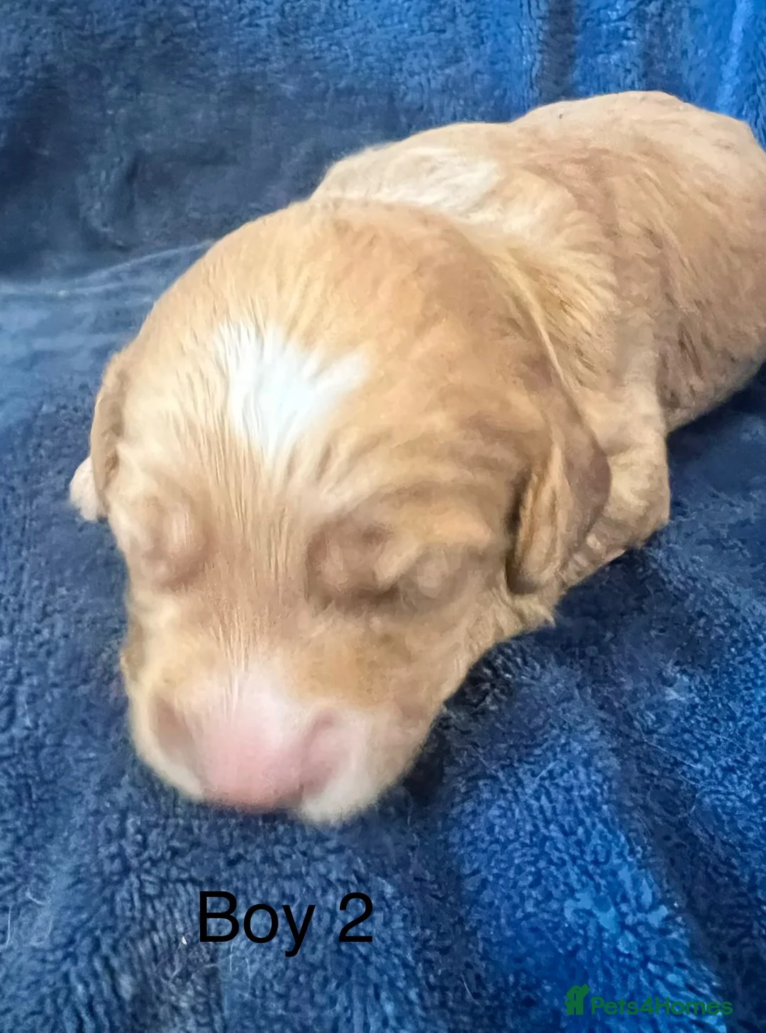 Cockapoo dogs for sale: Gorgeous curly fluffy cockapoo puppies  - Advert 1