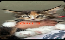 Maine Coon cats for sale: Beautiful Mainecoon Kittens x5 - Image 8