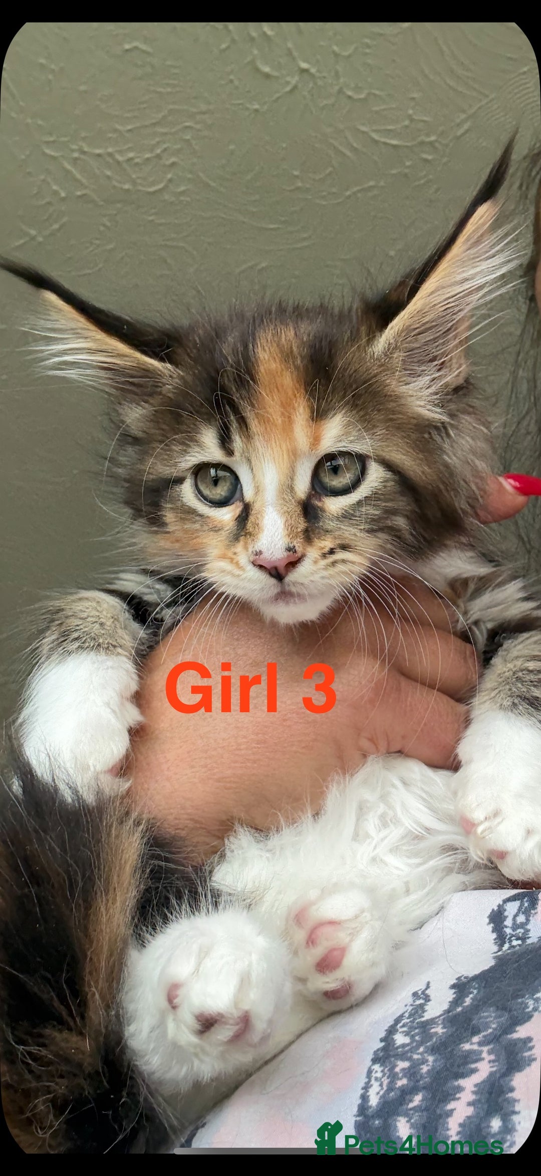 Maine Coon cats for sale: Beautiful Mainecoon Kittens x5 - Image 8