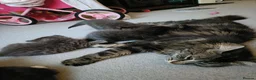 Mixed Breed cats for sale: Adorable kittens for sale  - Advert 12