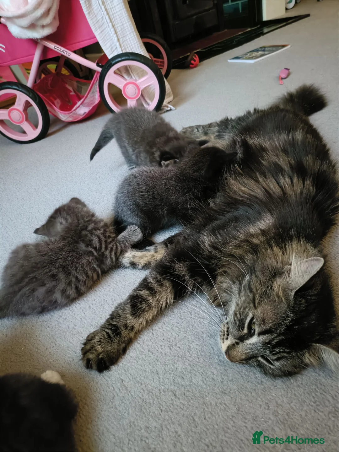 Mixed Breed cats for sale: Adorable kittens for sale  - Advert 12