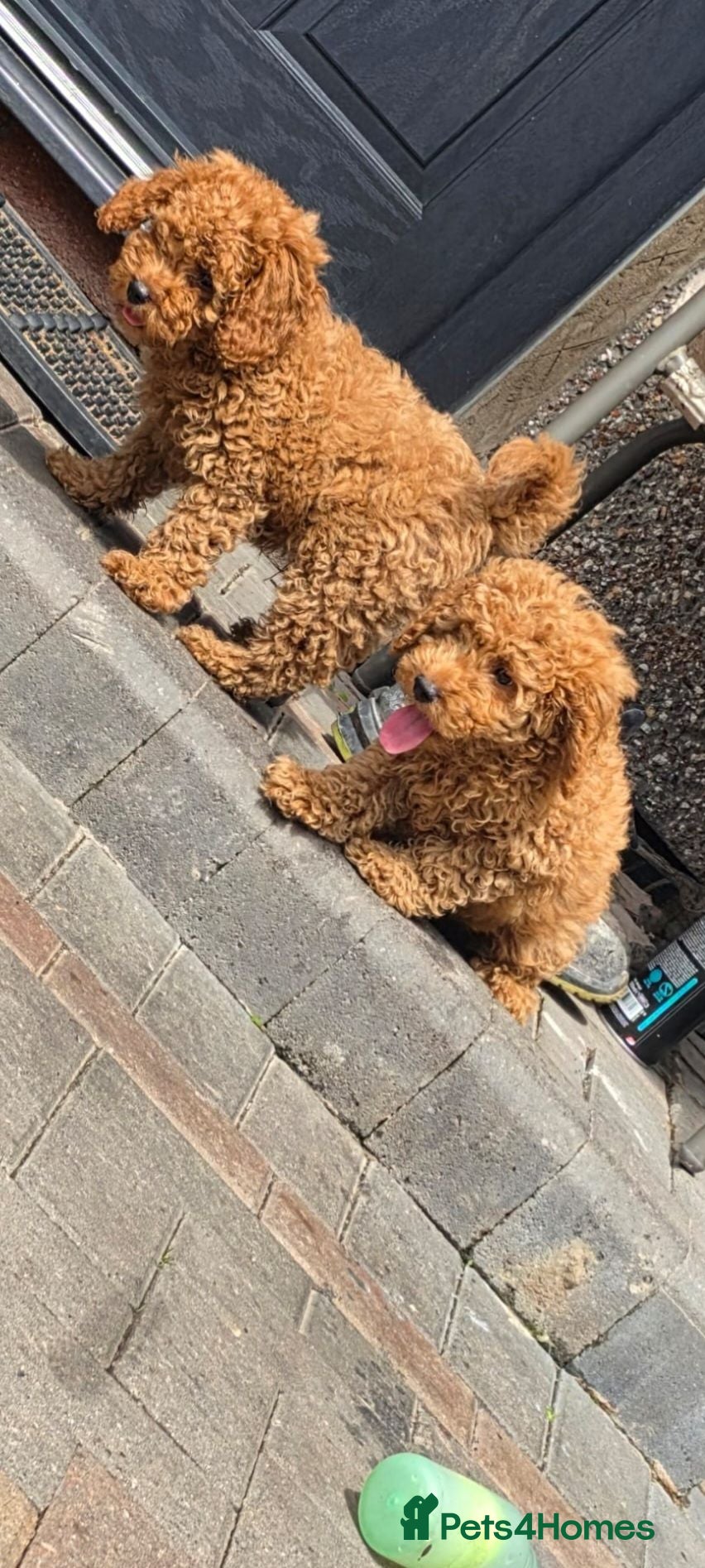 Cavapoo dogs BOYS ONLY cavapoo pups ready to leave  - Advert 2