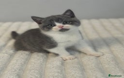 British Shorthair cats for sale: British short hair - Advert 4