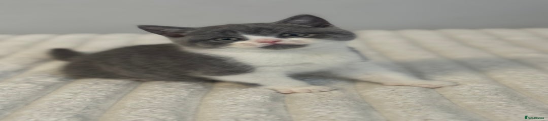 British Shorthair Kitten 1