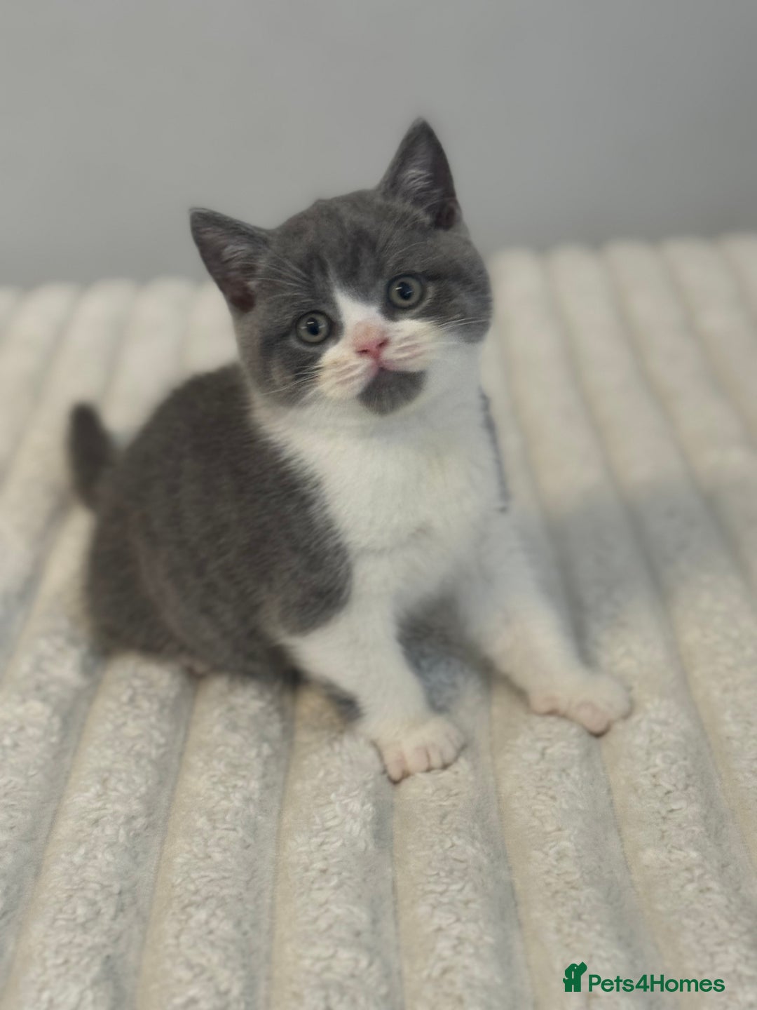 British Shorthair cats for sale: British short hair - Advert 4