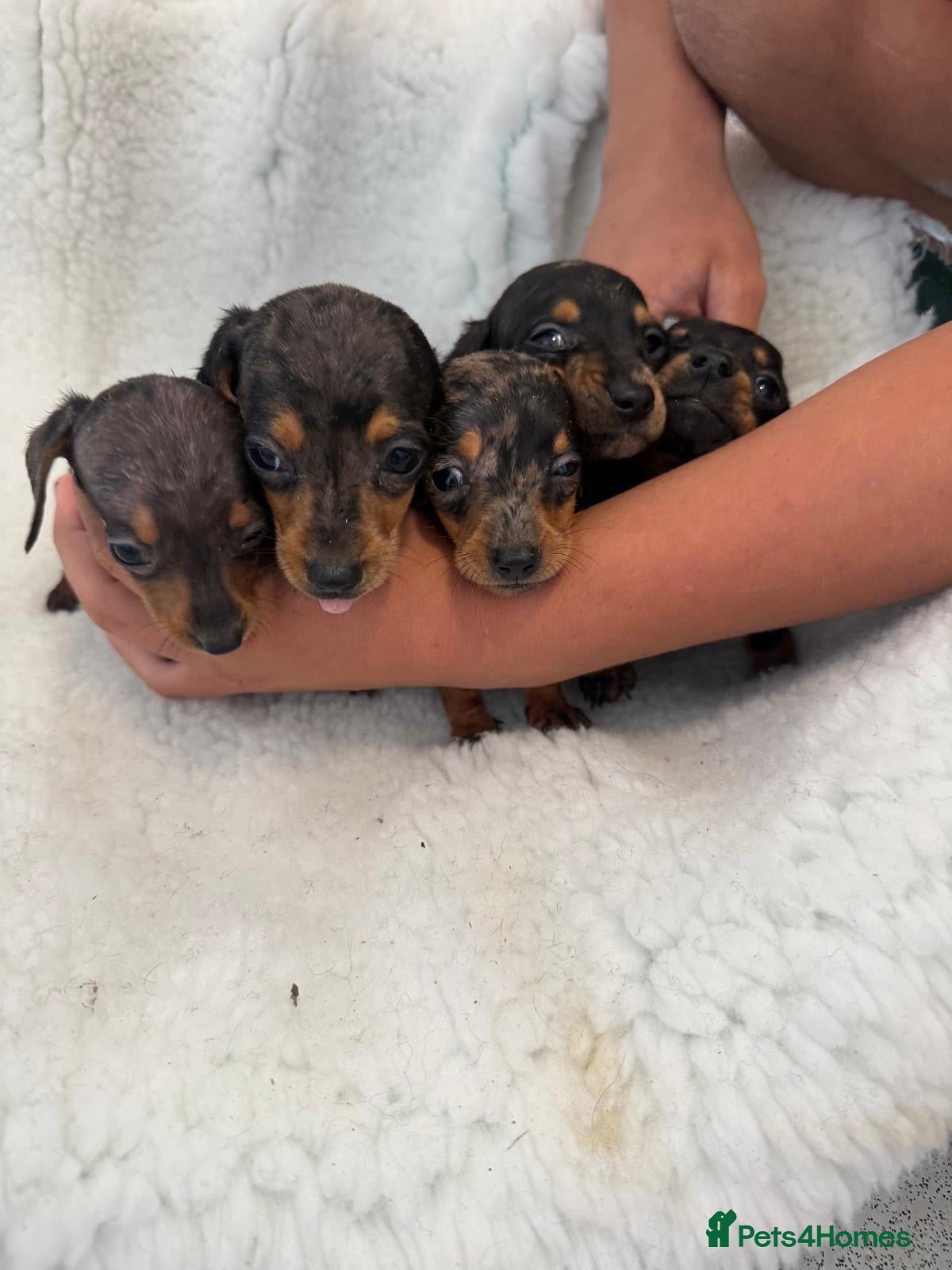 Miniature Dachshund dogs beautiful minature dapple dachshund puppies  - Advert 3