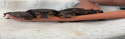 Miniature Dachshund dogs for sale: beautiful minature dapple dachshund puppies  in Pulborough - Advert 1