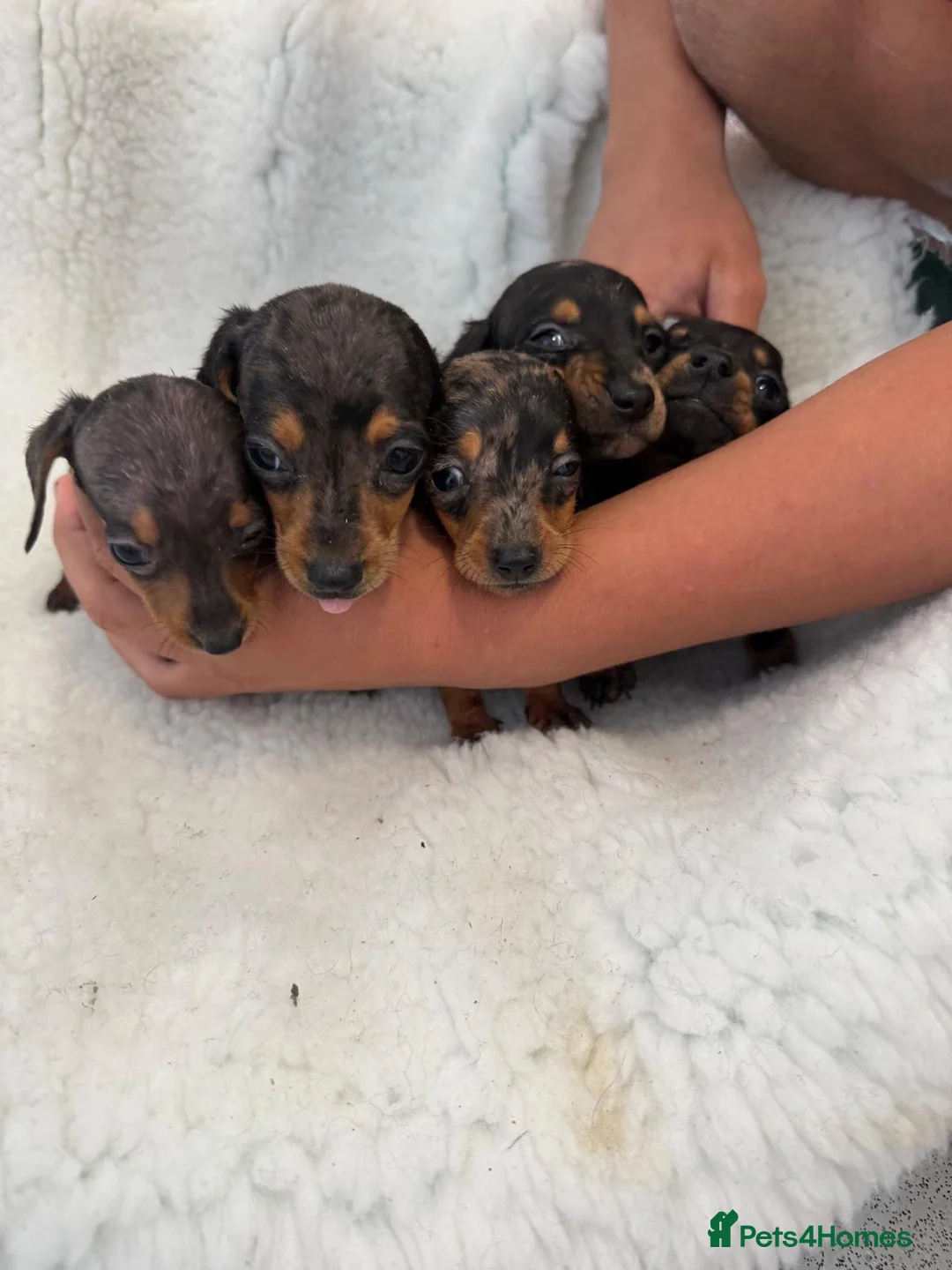 Miniature Dachshund dogs for sale: beautiful minature dapple dachshund puppies  in Pulborough - Advert 1