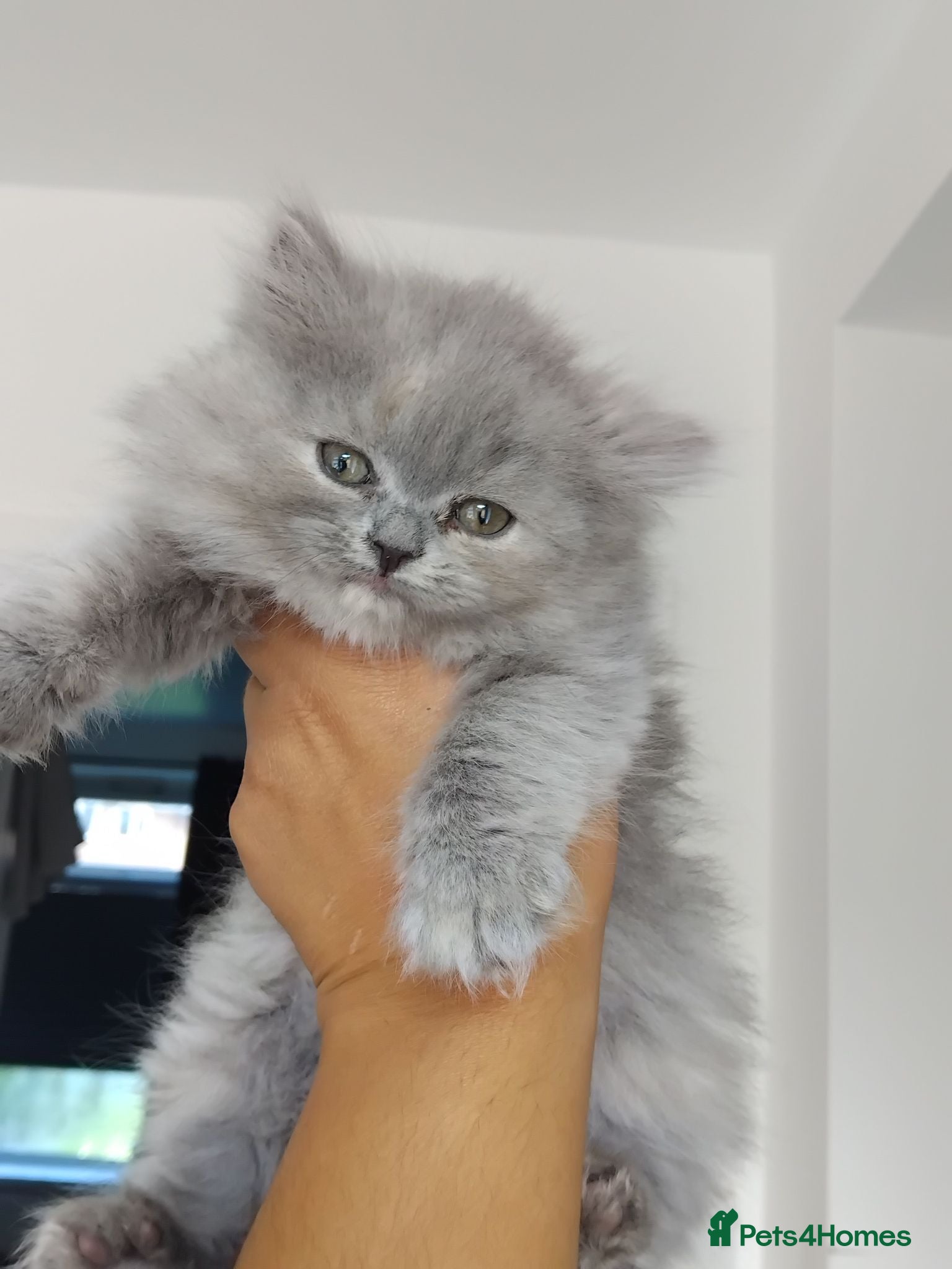 British Shorthair cats Stunning BSH/BLH Kittens for Sale  - Advert 1