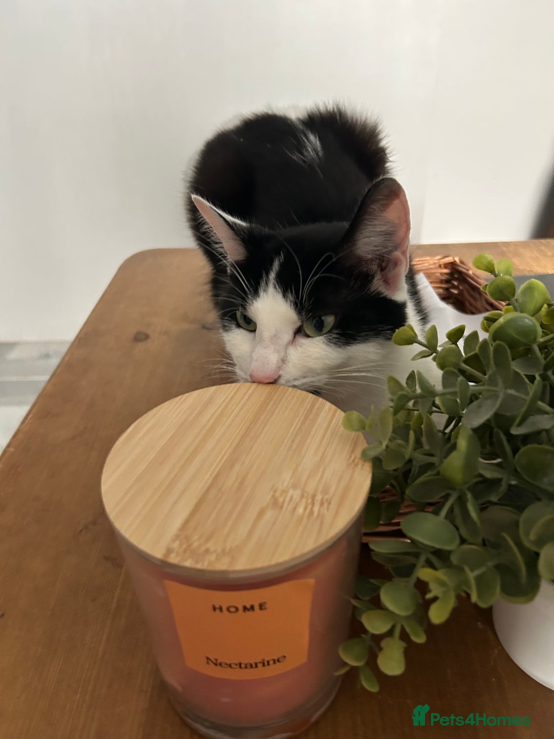 Mixed Breed cats for sale: 2 black kittens for sale. - Advert 12