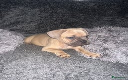 Mixed Breed dogs for sale: American bulldog X French bulldog last 3 left  - Image 11