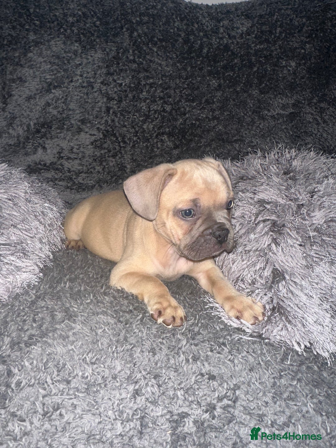 Mixed Breed dogs for sale: American bulldog X French bulldog last 3 left  - Image 11