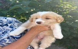 Border Collie dogs for sale: Exceptional KC reg Border collie puppies - Image 2