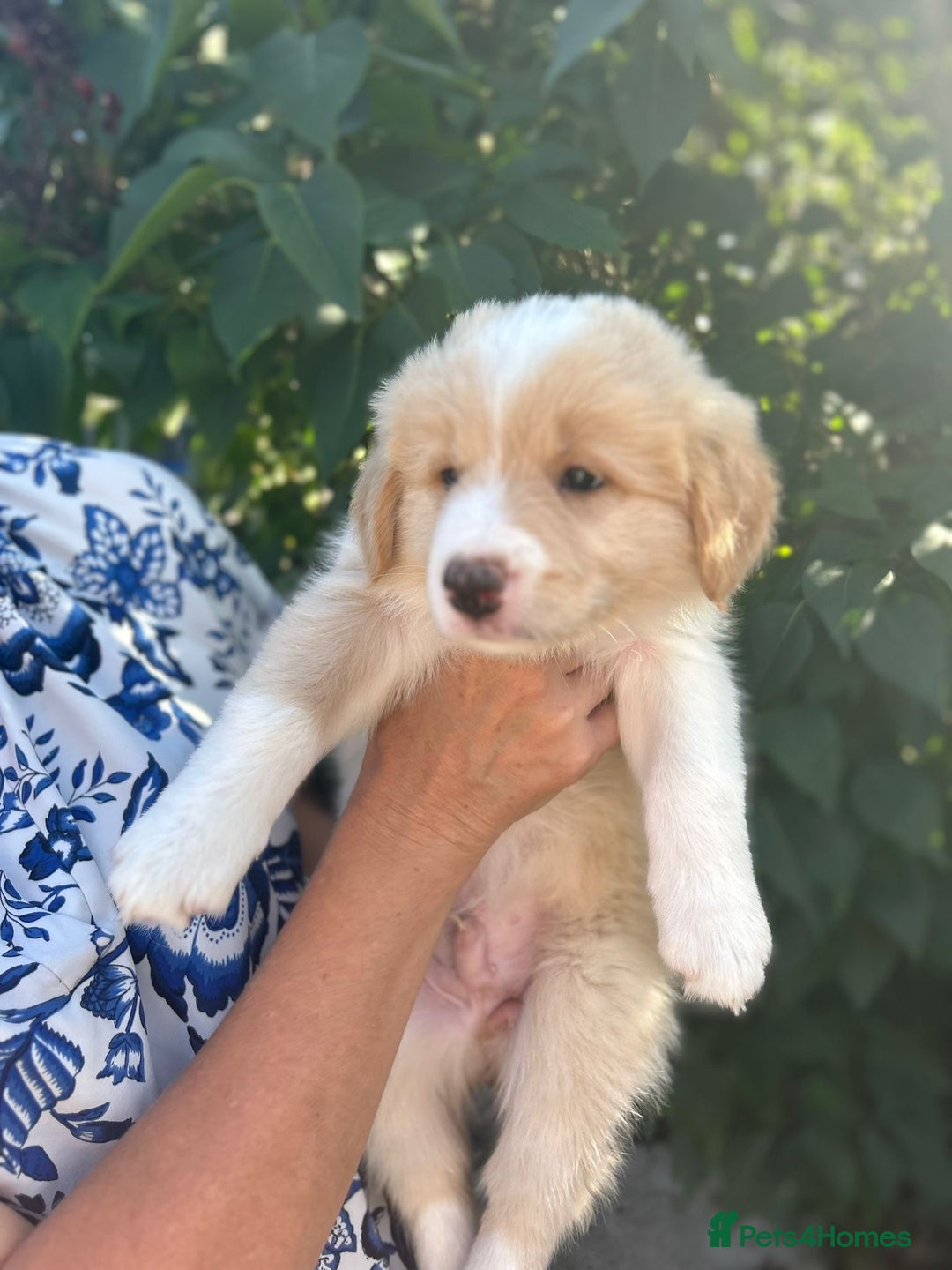 Border Collie dogs for sale: Exceptional KC reg Border collie puppies - Image 2