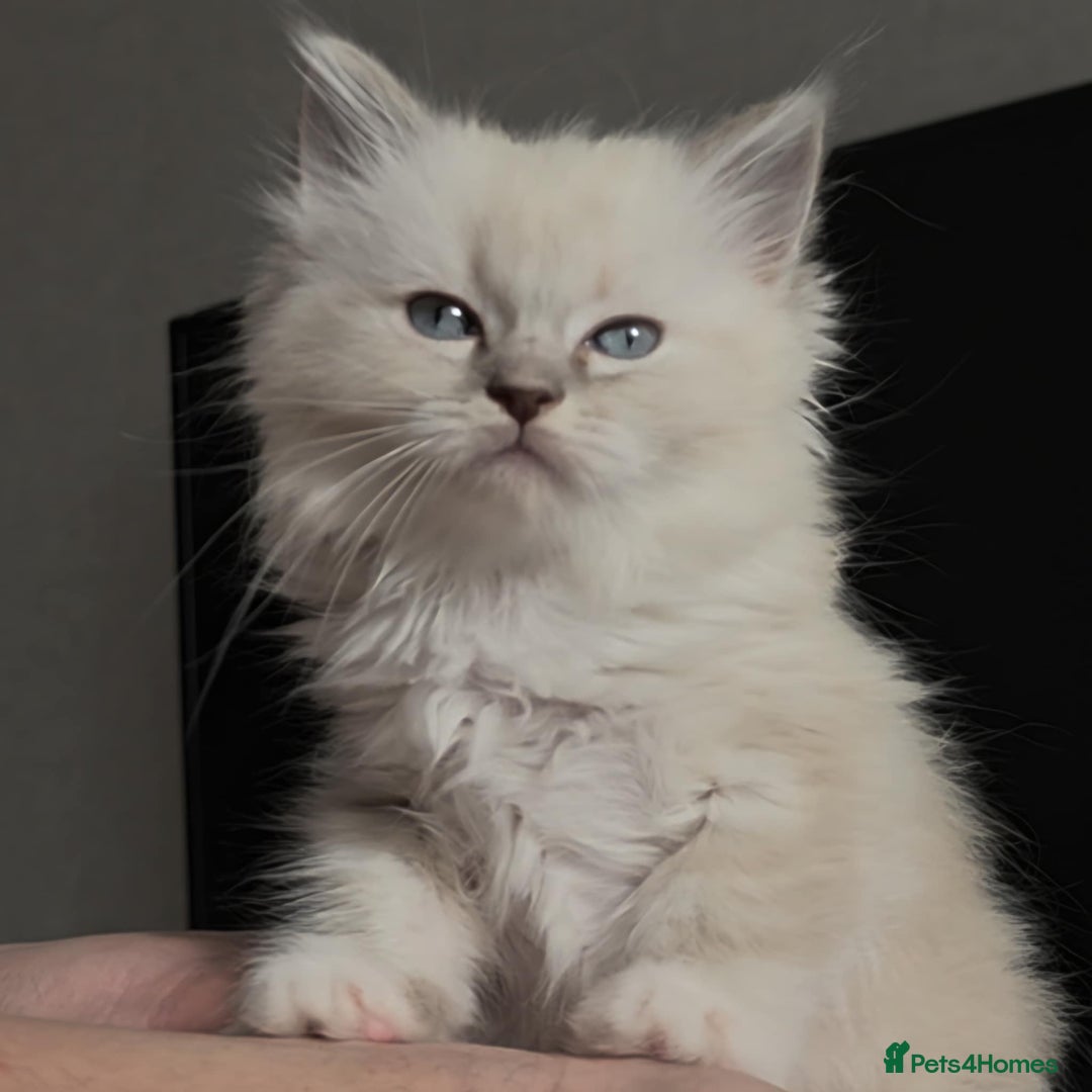 Ragdoll cats for sale: Ragdoll kittens ready to go! - Image 12