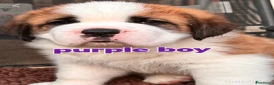 Saint Bernard 1