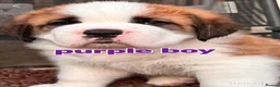 Saint Bernard dogs for sale: 5 stunning male St Bernard puppies in Rotherham - Advert 16