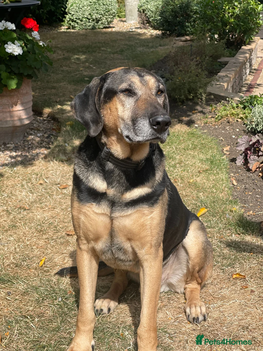 Mixed Breed dogs for adoption: Our Boy Apollo needs a foster or forever home  - Advert 1