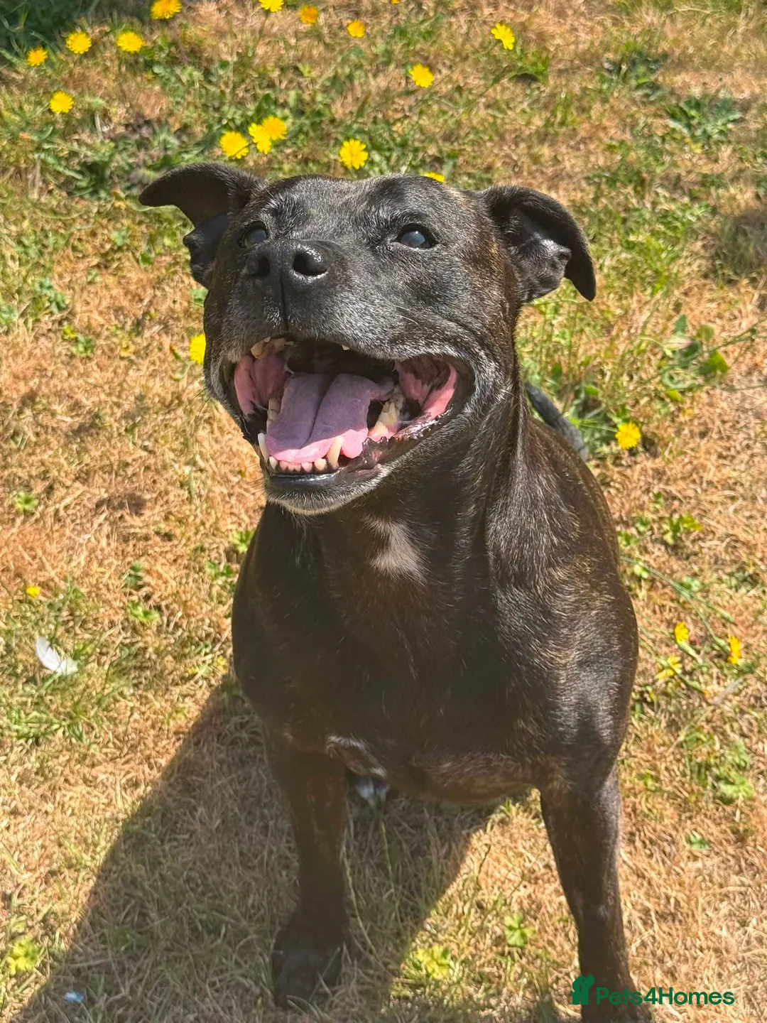 Mixed Breed dogs for adoption: Meer Sunny, currently residing in Cambridge  in Cambridge - Advert 5