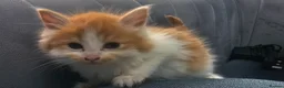 Persian cats for sale: Lovley half perian  - Advert 23