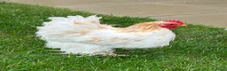 Chickens poultry for sale: Two Friendly Pekin Cockerels in Castle Cary - Advert 5