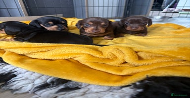 Miniature Dachshund dogs - Advert 1
