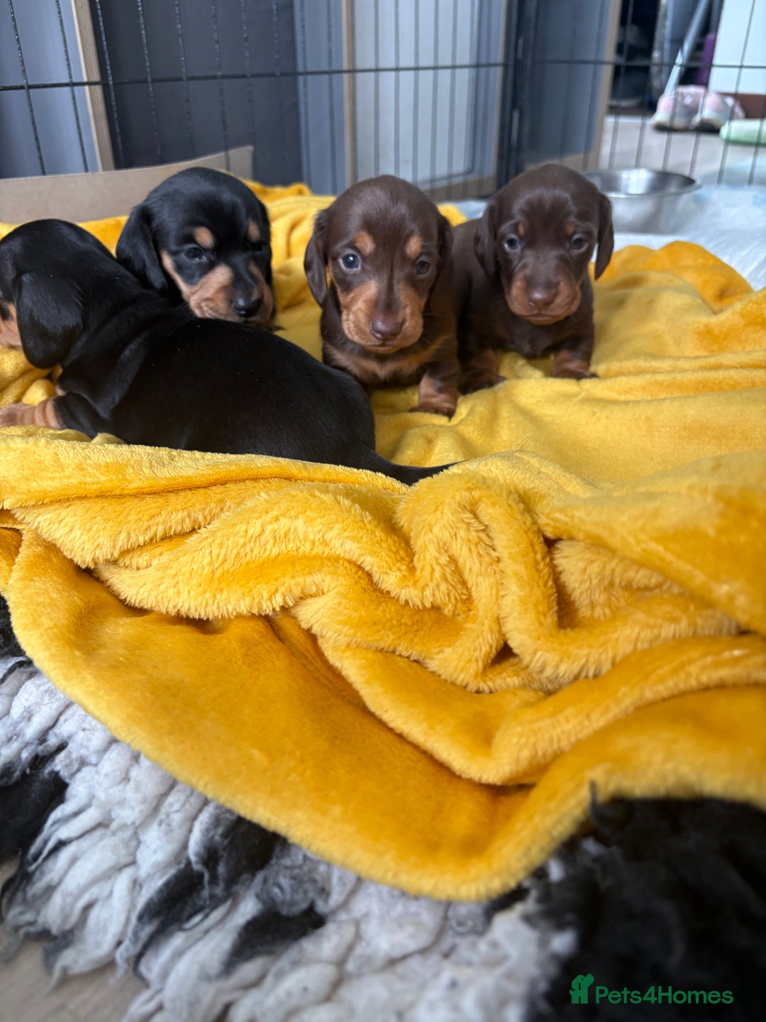 Miniature Dachshund dogs for sale: Miniature dachshund pups - Image 2