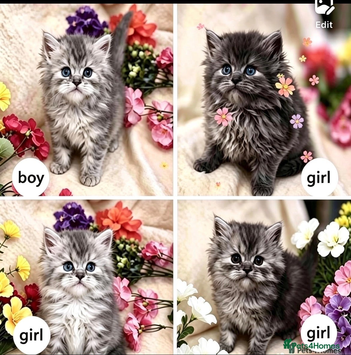 Persian cats Beautiful Persian babies - Advert 5