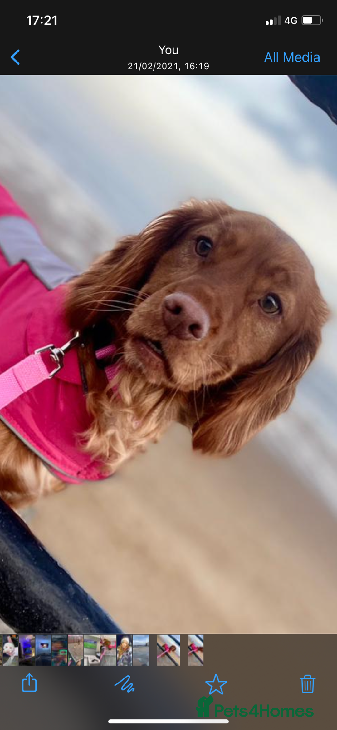 Cocker Spaniel dogs for sale: KC registered Red Cocker Spaniel Pups  - Image 26