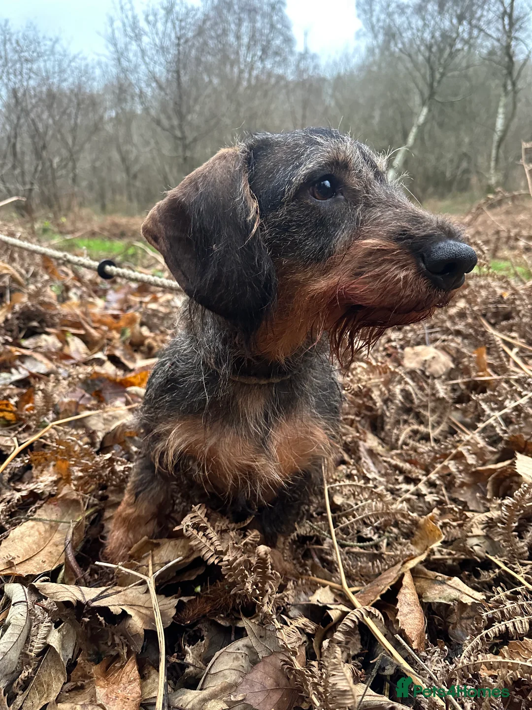 Dachshund dogs for sale: Working bred KC registered teckel puppies - Advert 2