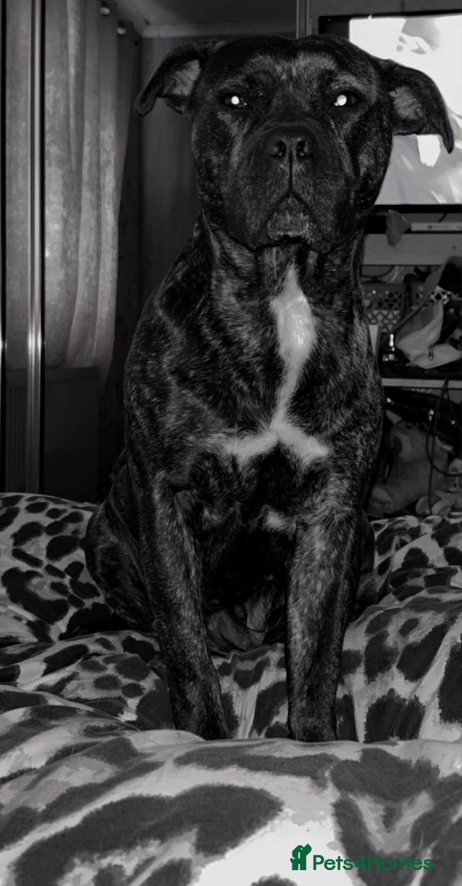 Mixed Breed dogs for sale: StaffXbull mastiff in Swindon - Advert 5