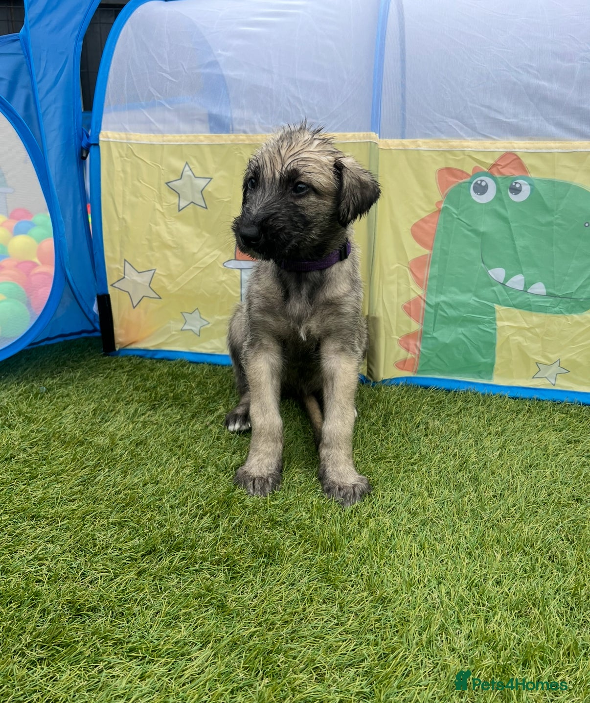 Irish Wolfhound dogs Health Tested, KC Reg Irish Wolfhounds  - Advert 5
