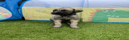 Irish Wolfhound dogs for sale: Health Tested, KC Reg Irish Wolfhounds  - Advert 18