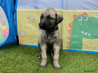 Irish Wolfhound dogs Health Tested, KC Reg Irish Wolfhounds - Advert 12