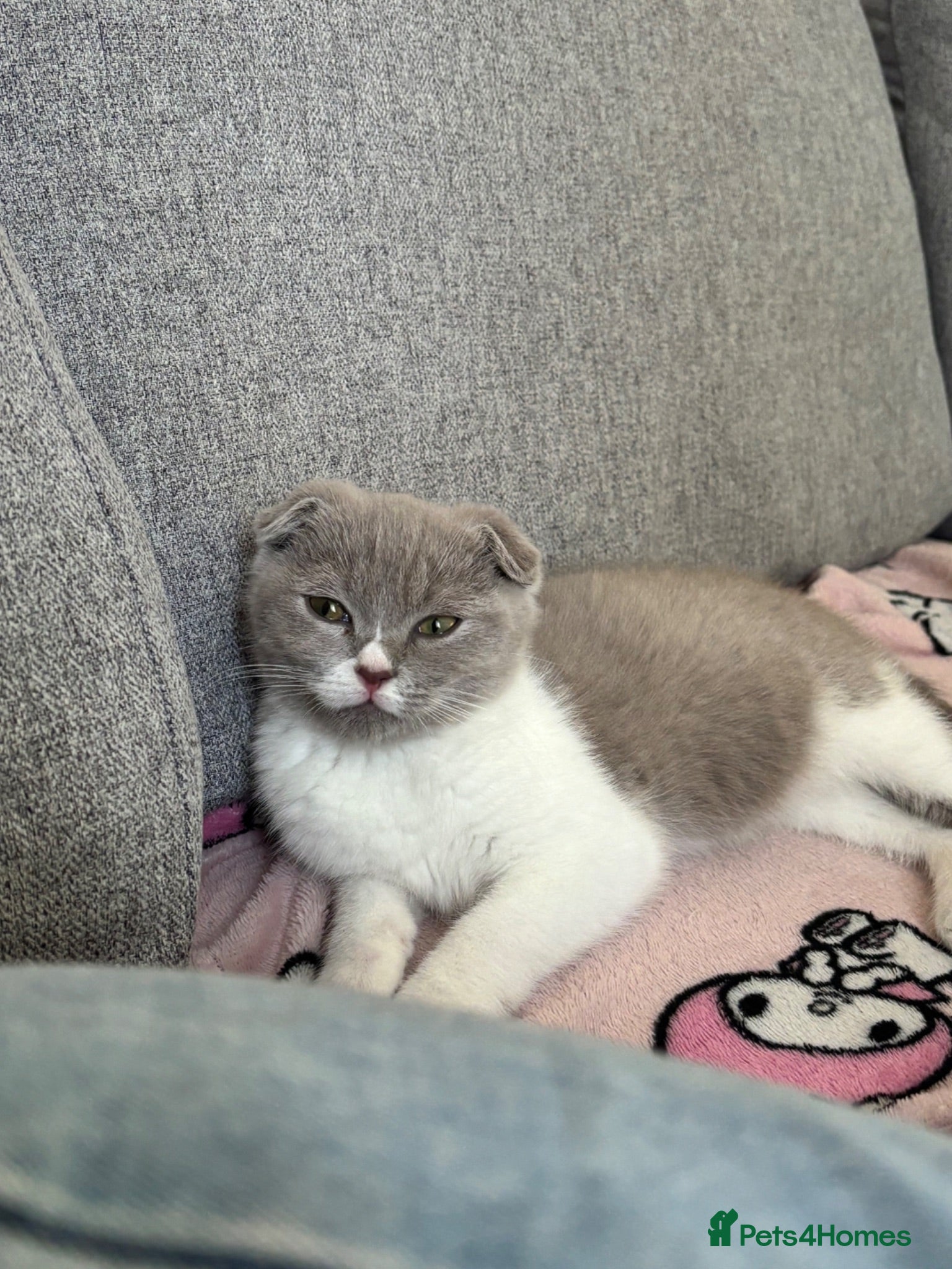 Scottish Fold cats Kitten looking for a new home! - Advert 1