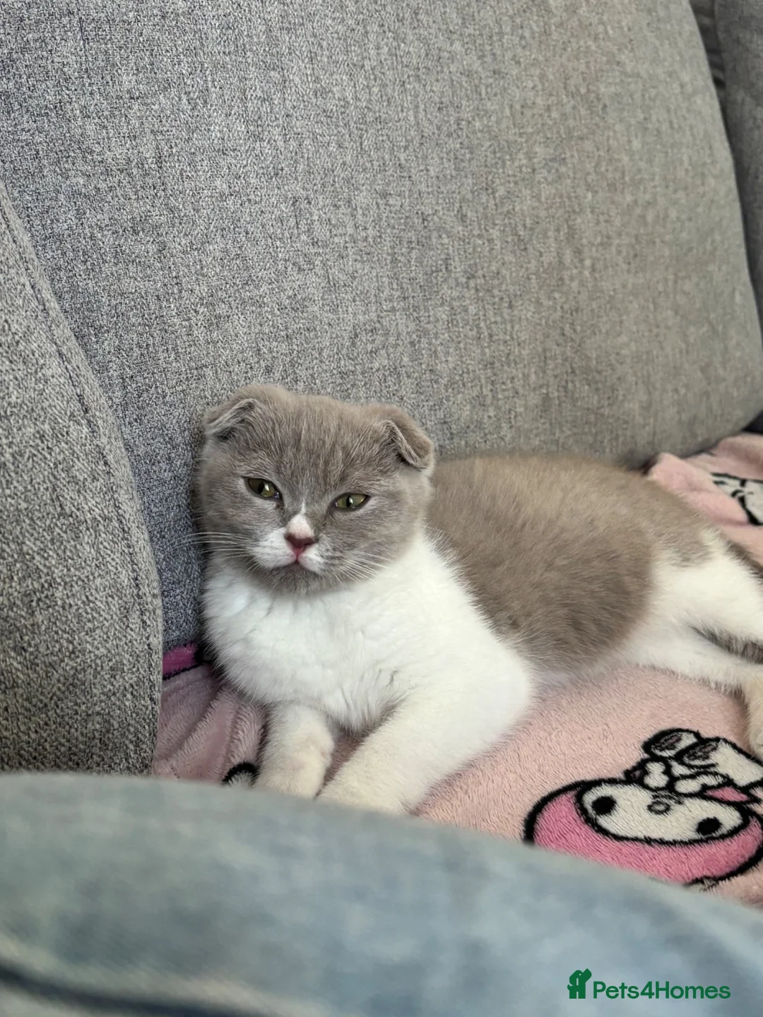 Scottish Fold cats for sale: Kitten looking for a new home! - Advert 1