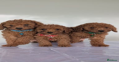 Miniature Poodle dogs in Stafford - Advert 14