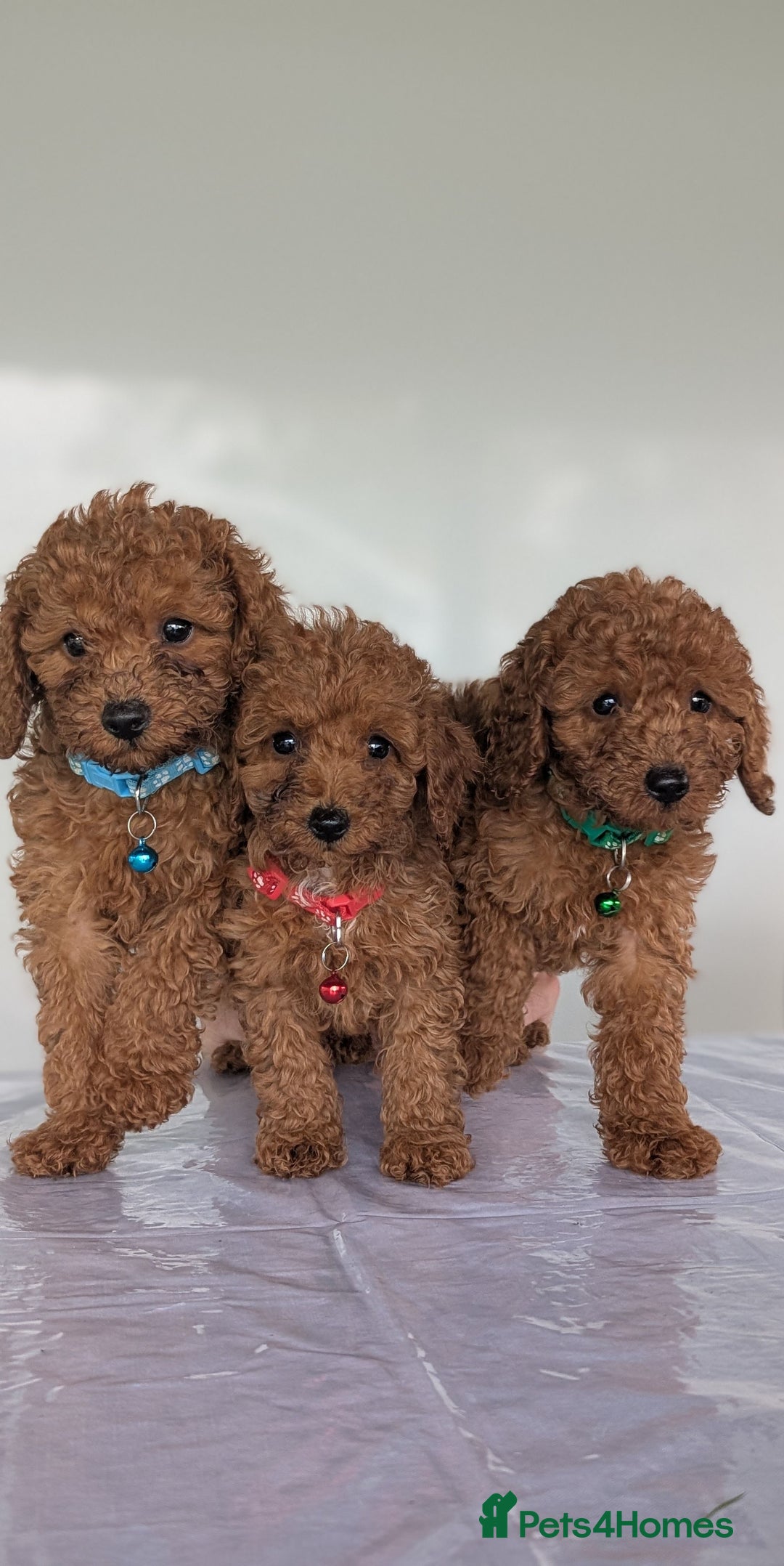 Miniature Poodle dogs for sale: Red miniature poodle puppies!! in Stafford - Image 2