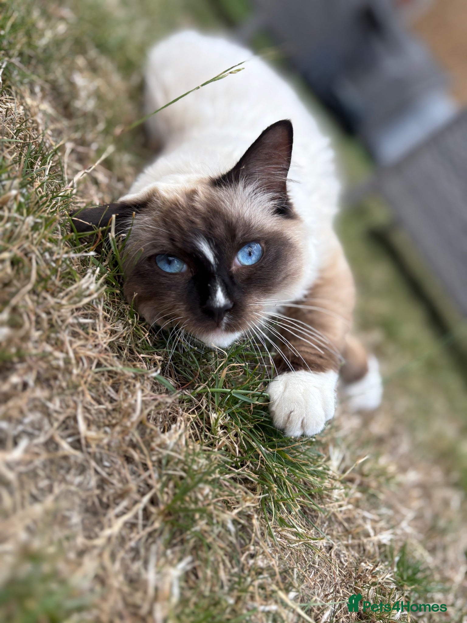 Ragdoll cats Male ragdoll for sale  - Advert 2