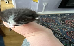 Ragdoll cats for sale: Ragdoll cross breed  - Image 20