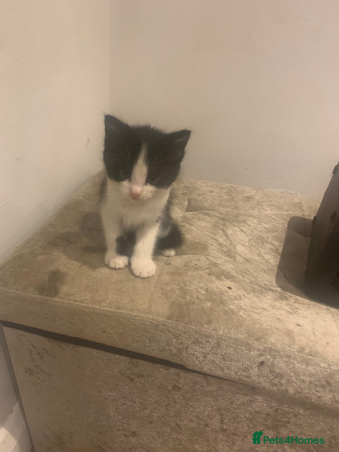 Mixed Breed cats for sale: 8 beautiful kittens for sale - Advert 3